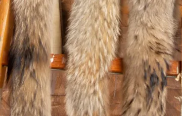 Murmasky / Finnracoon Hood Edge